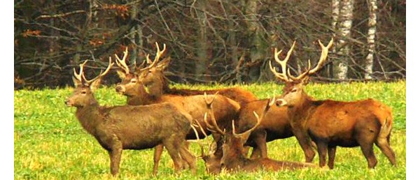 Zarząd  Koła Łowieckiego Knieja Cięcina