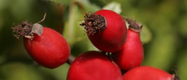 Kulinarnie o drzewach i krzewach - konkurs Klubu Gaja