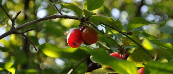 KLUB GAJA: Rewolucja na talerzu czyli konkurs ''Dzikie poznajemy i … jemy''