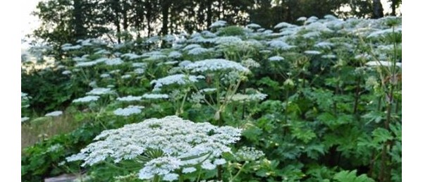 UWAGA NA BARSZCZ SOSNOWSKIEGO!