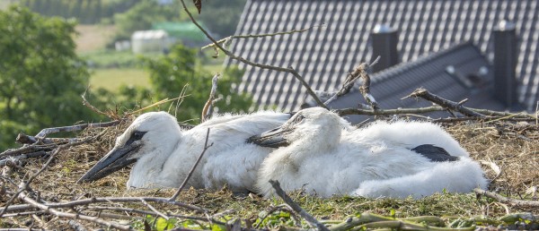BOCIANY TAURONA Z OBRĄCZKAMI