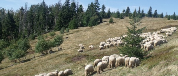 ZAPROSZENIE z realizatorami projektu Life+ Beskidy