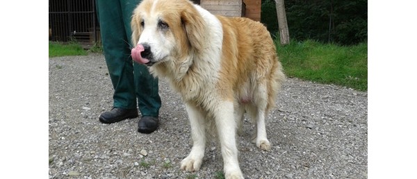 Psy w schronisku z terenu Naszej Gminy