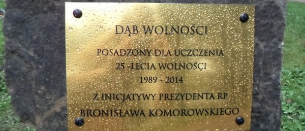 ''Dąb Wolności'' rośnie pod Urzędem Gminy