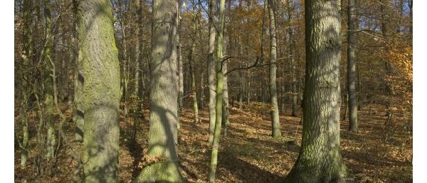 Chcesz przepisać udziały w spółce leśnej ?