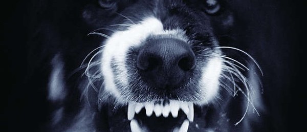 Ogłoszenie Wójta Gminy Radziechowy-Wieprz