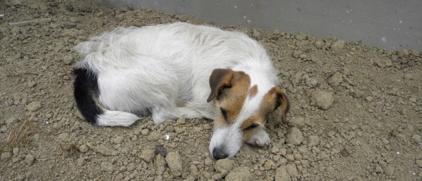 PRZYBĘDZA: znaleziono psa!